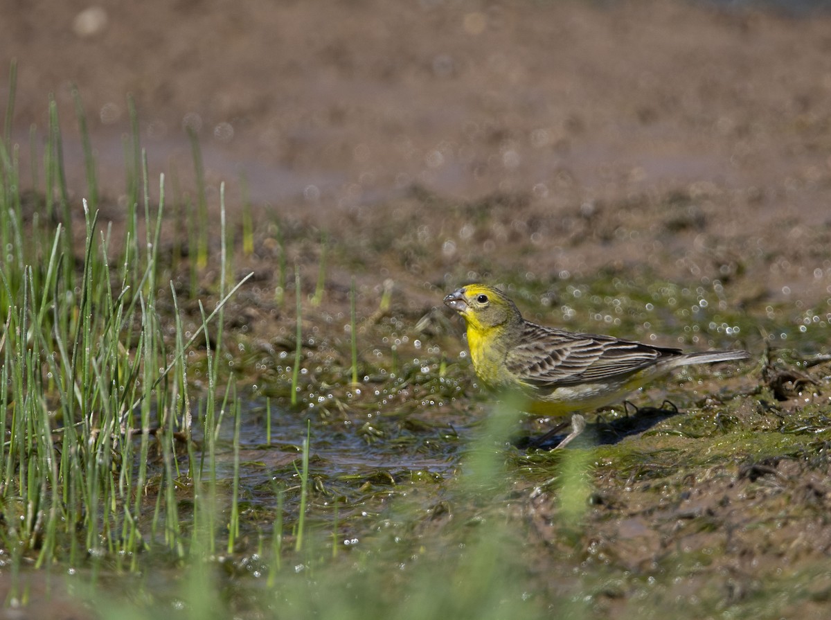 Короткоклювый зерноед - ML645843848