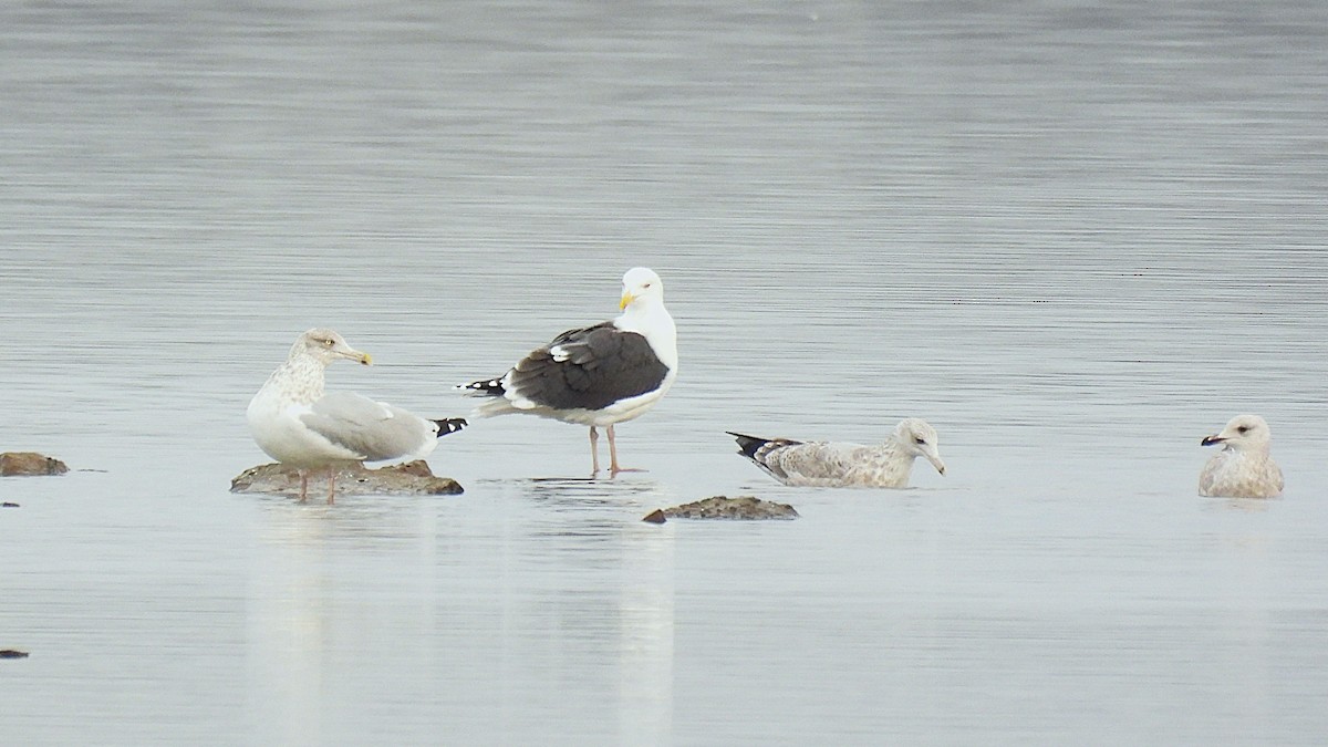 Great Black-backed Gull - ML645843868