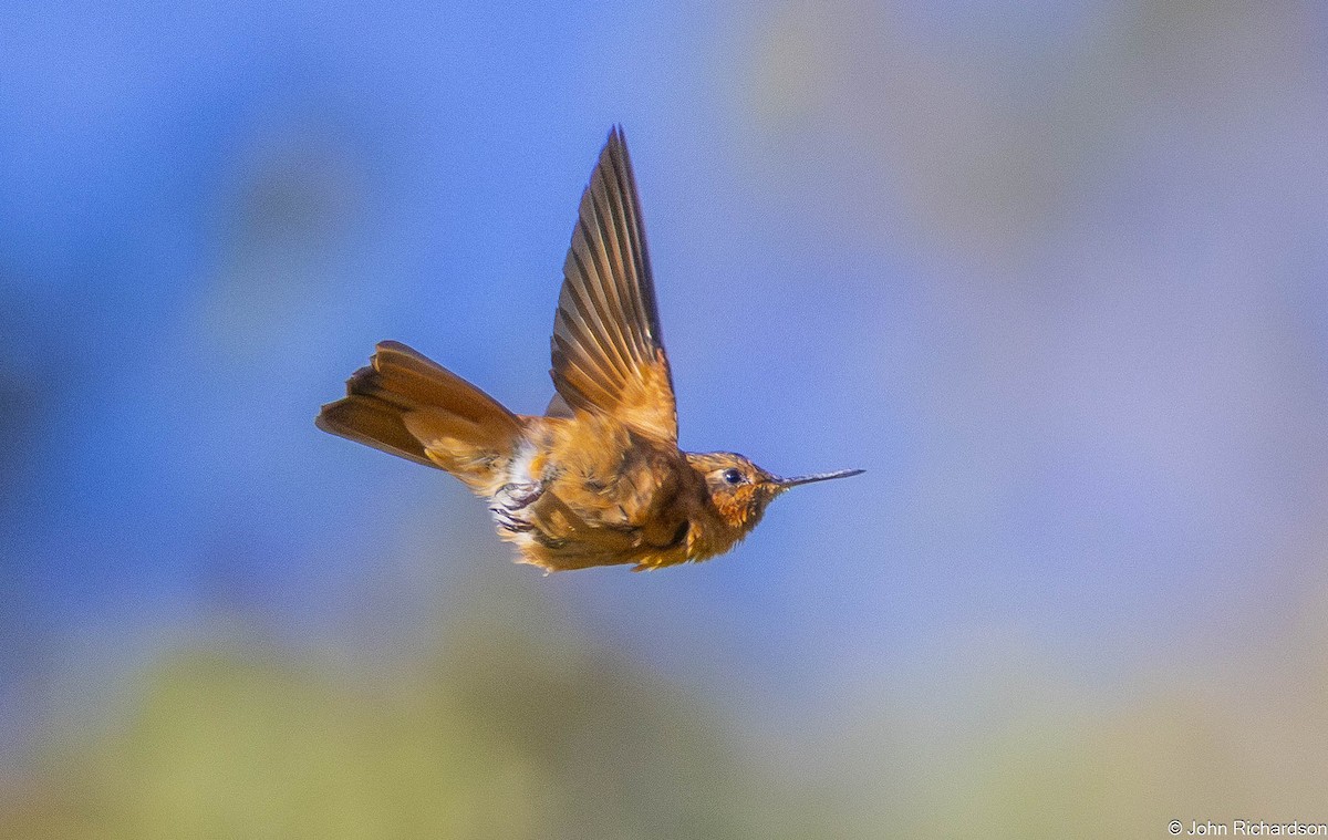 Shining Sunbeam - ML645843869