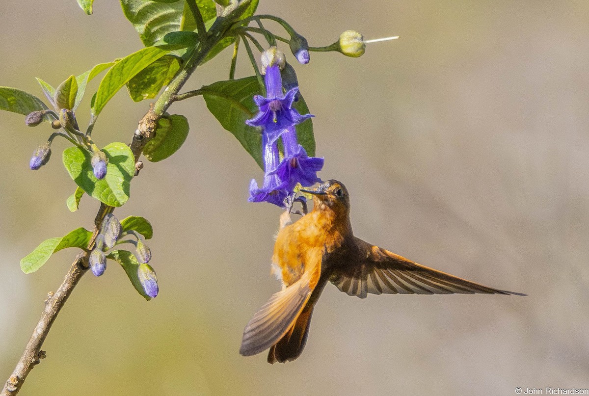 Shining Sunbeam - ML645843870