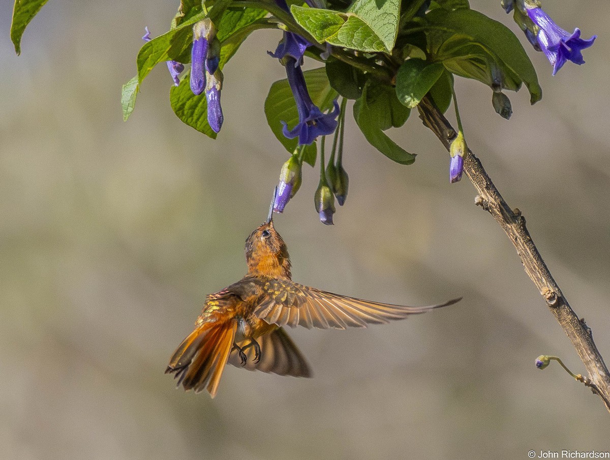 Shining Sunbeam - ML645843871