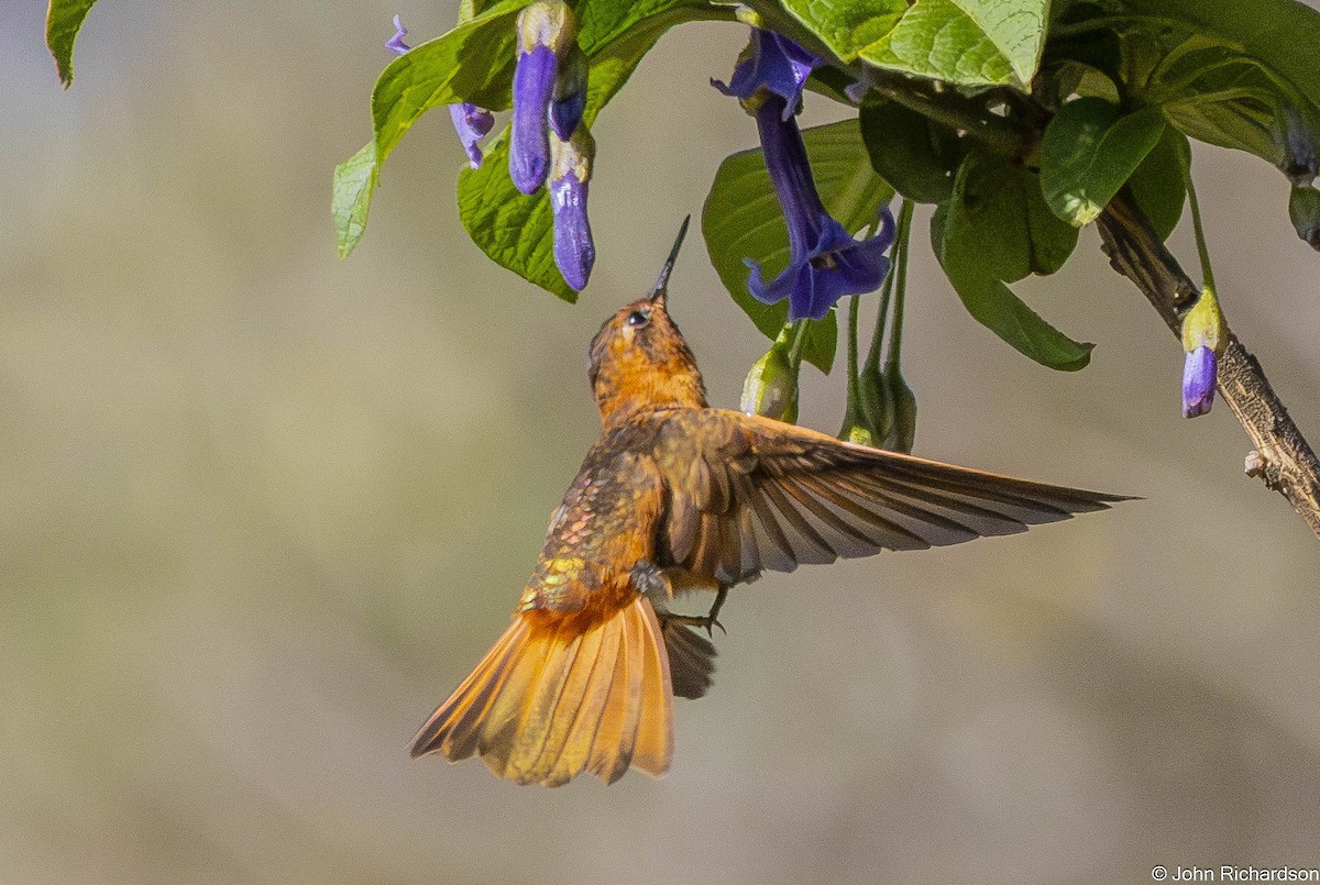 Shining Sunbeam - ML645843872