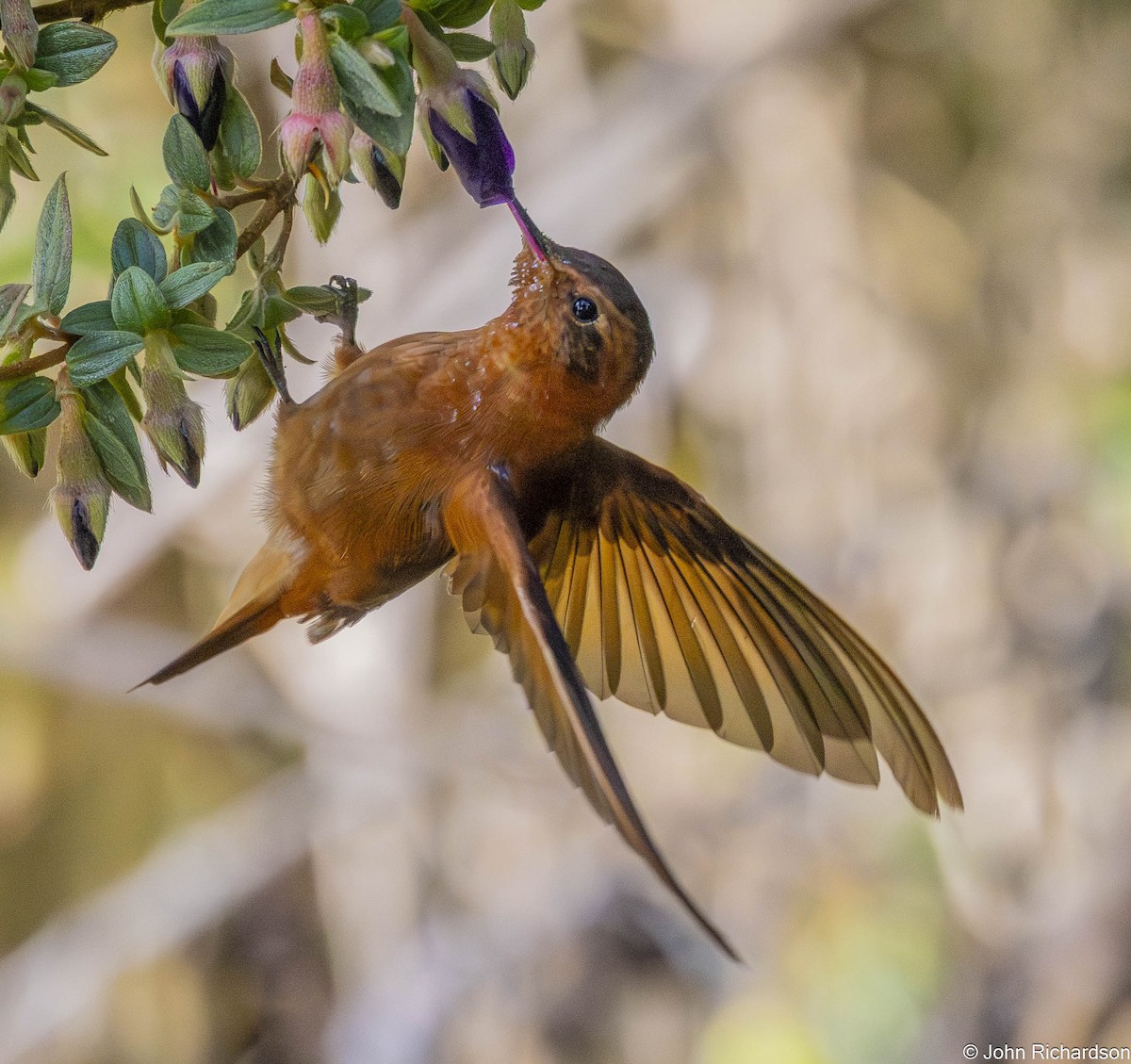 Shining Sunbeam - ML645843873