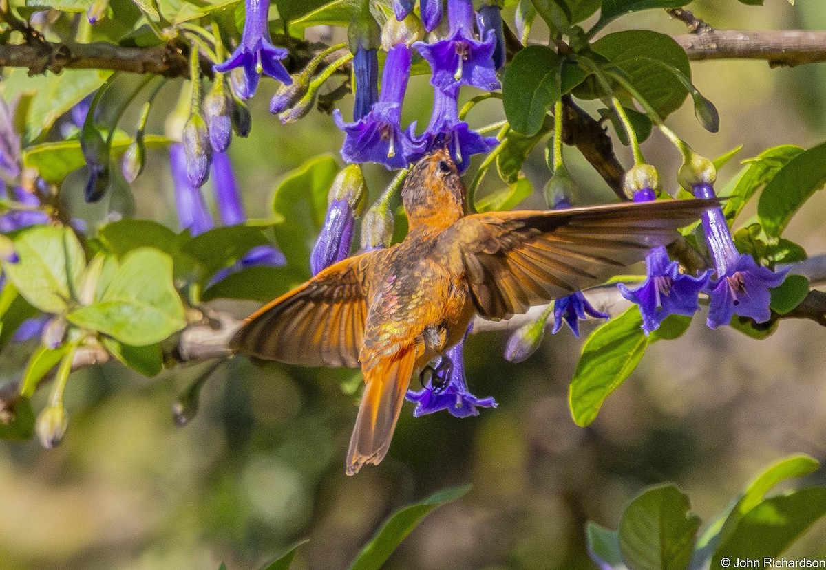 Shining Sunbeam - ML645843875