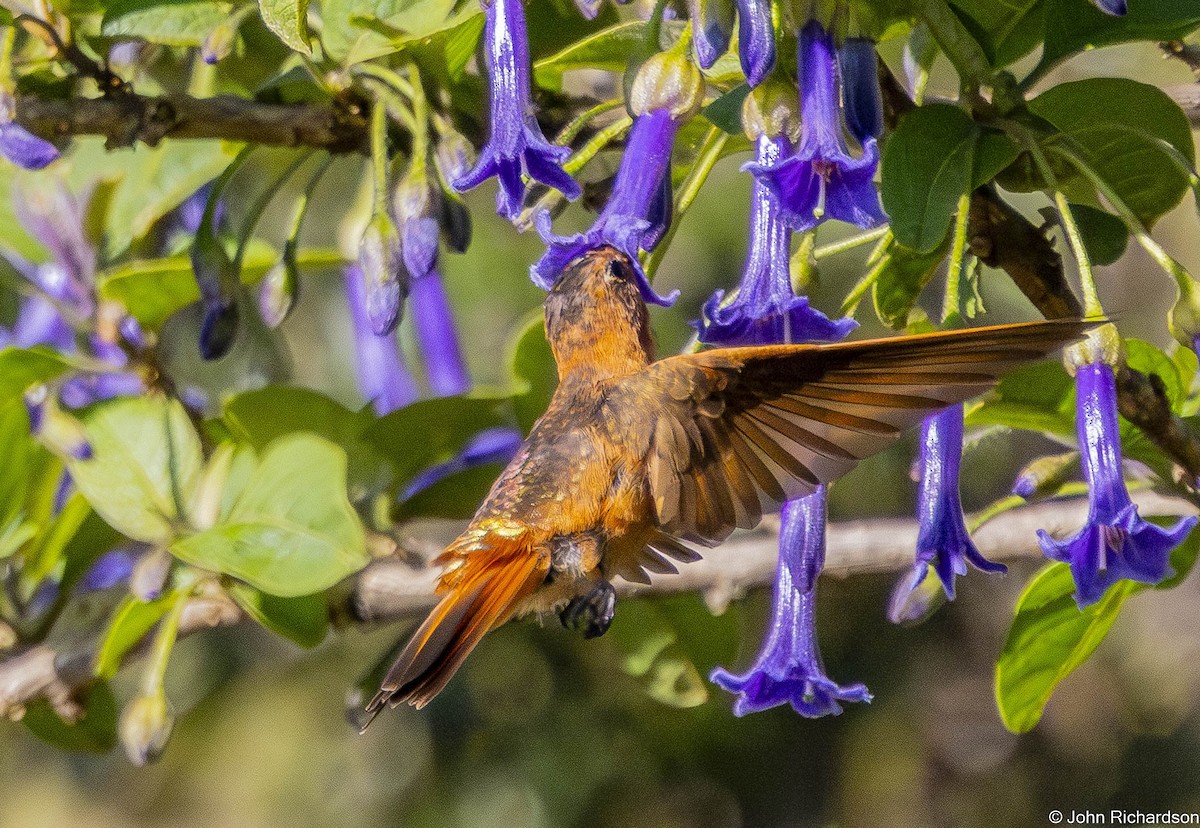 Shining Sunbeam - ML645843876