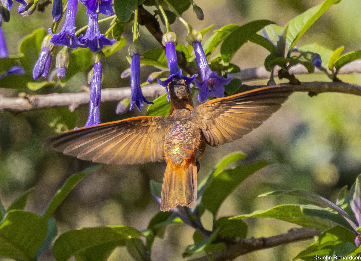 Shining Sunbeam - ML645843877