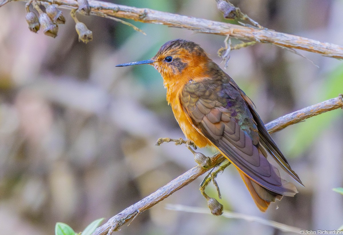 Shining Sunbeam - ML645843878