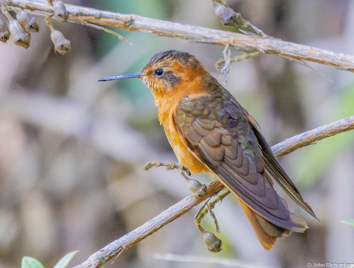 Shining Sunbeam - ML645843879