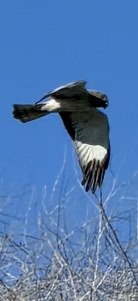 Лунь американський - ML645843883