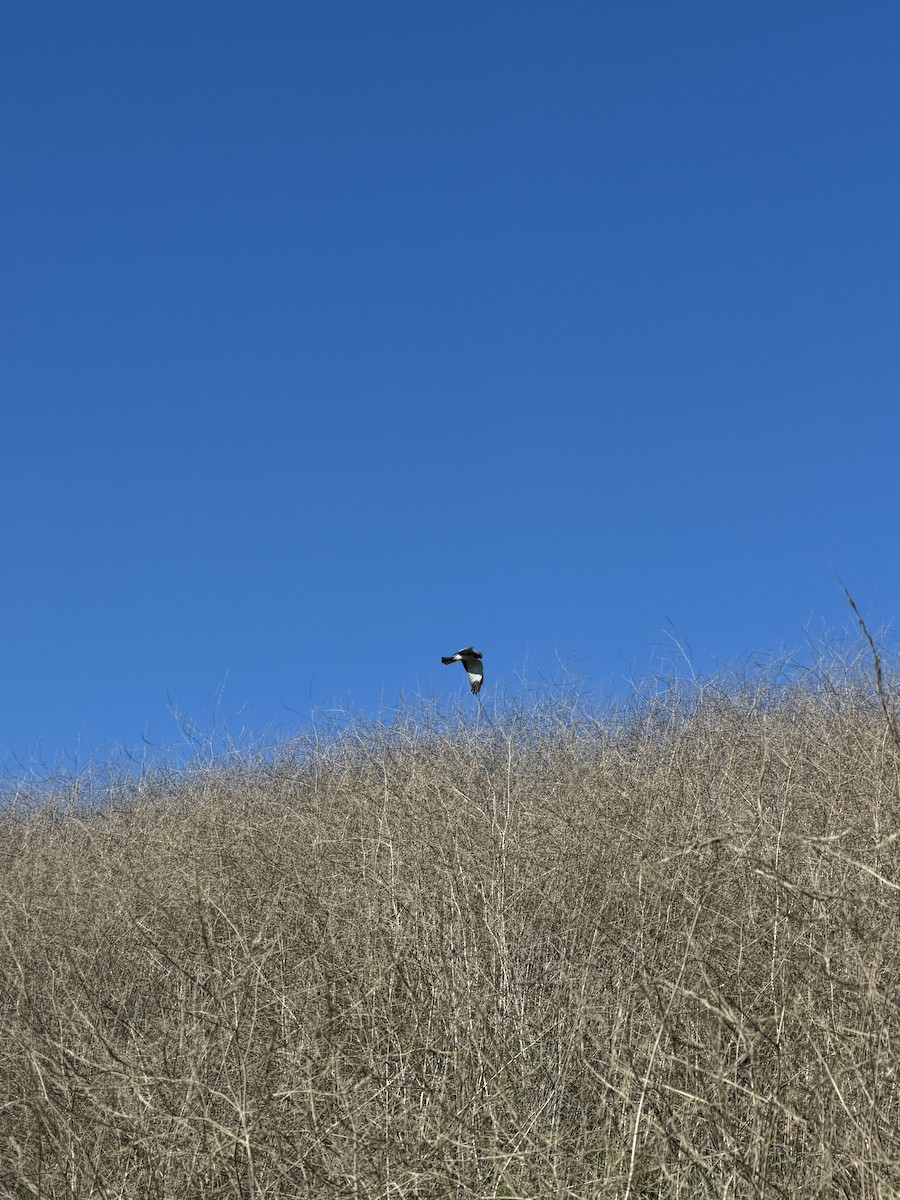 Лунь американський - ML645843884