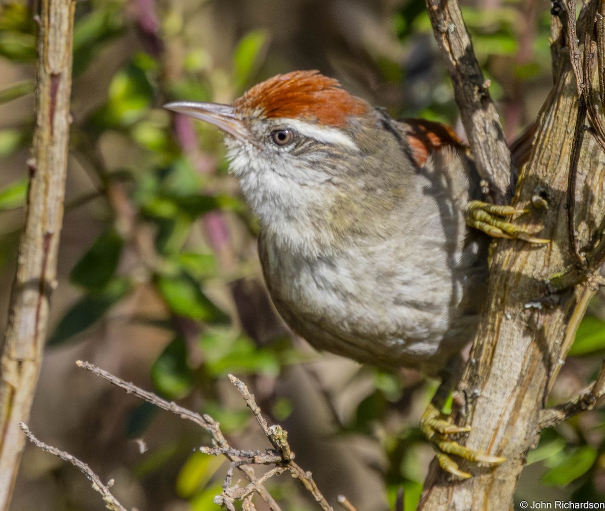Line-cheeked Spinetail (Baron's) - ML645843887