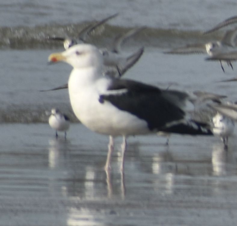 Great Black-backed Gull - ML645843894