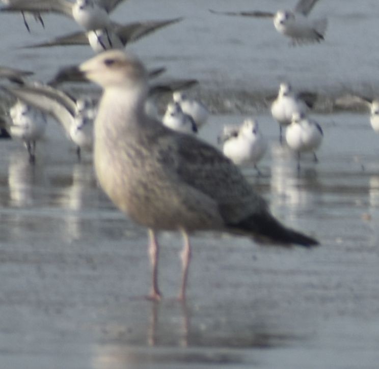 Great Black-backed Gull - ML645843895
