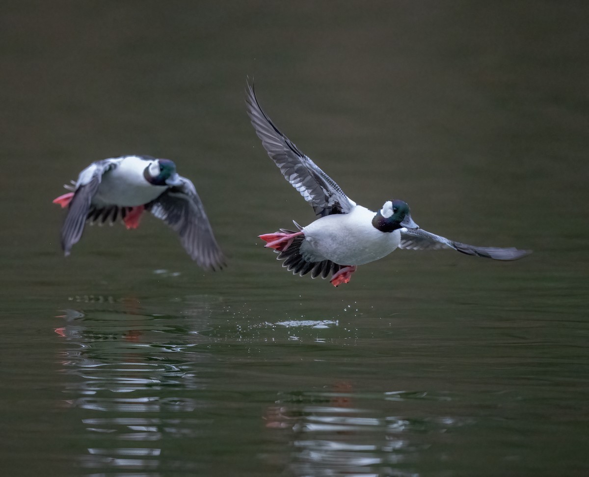 Гоголь-головастик - ML645843897