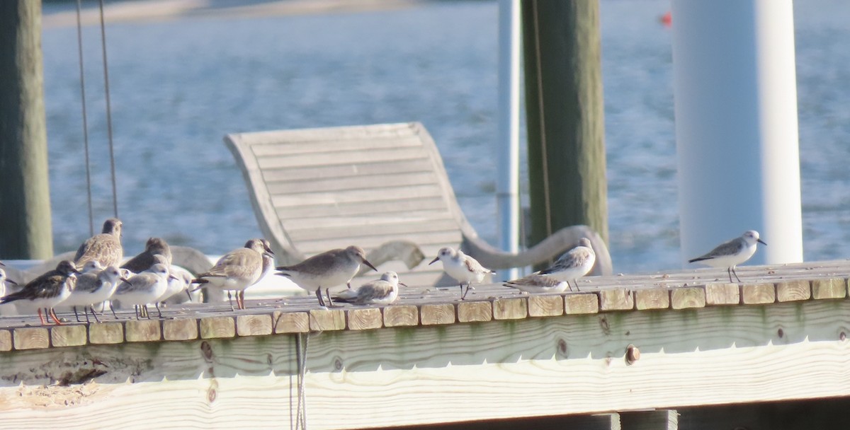 jespák rezavý - ML645843900