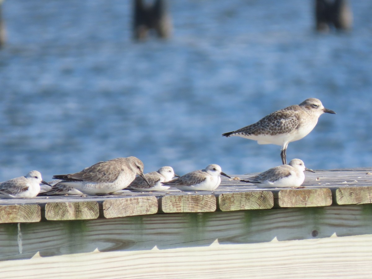 jespák rezavý - ML645843901