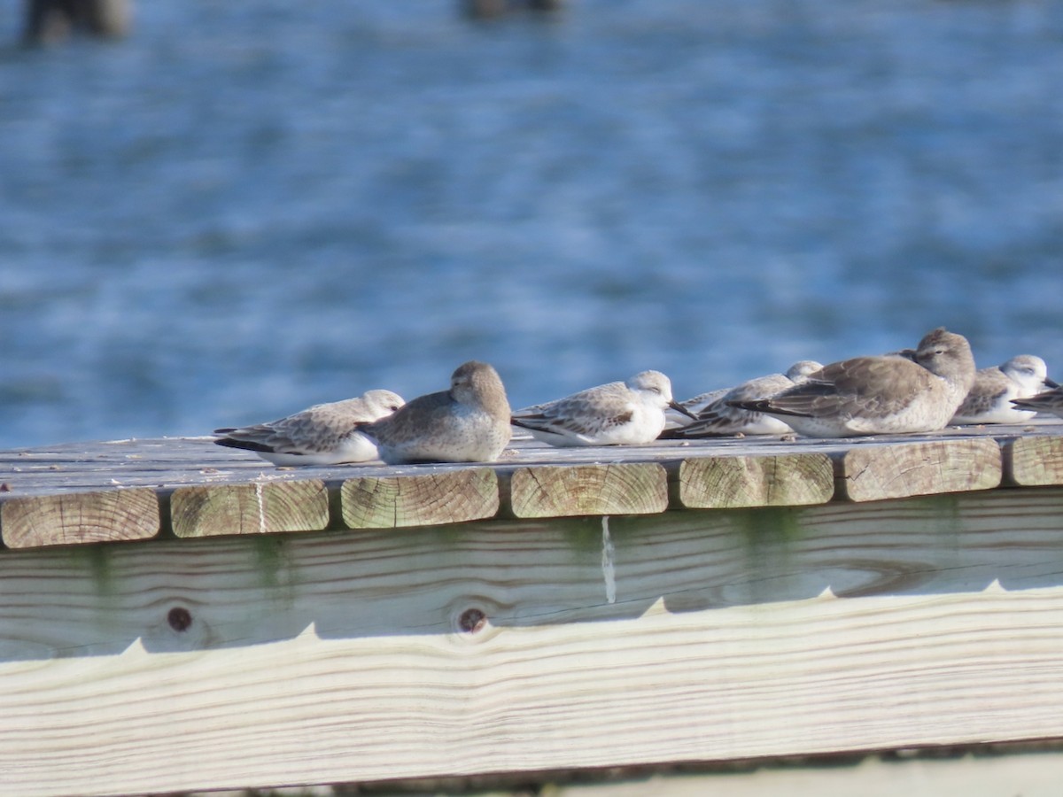 jespák rezavý - ML645843902