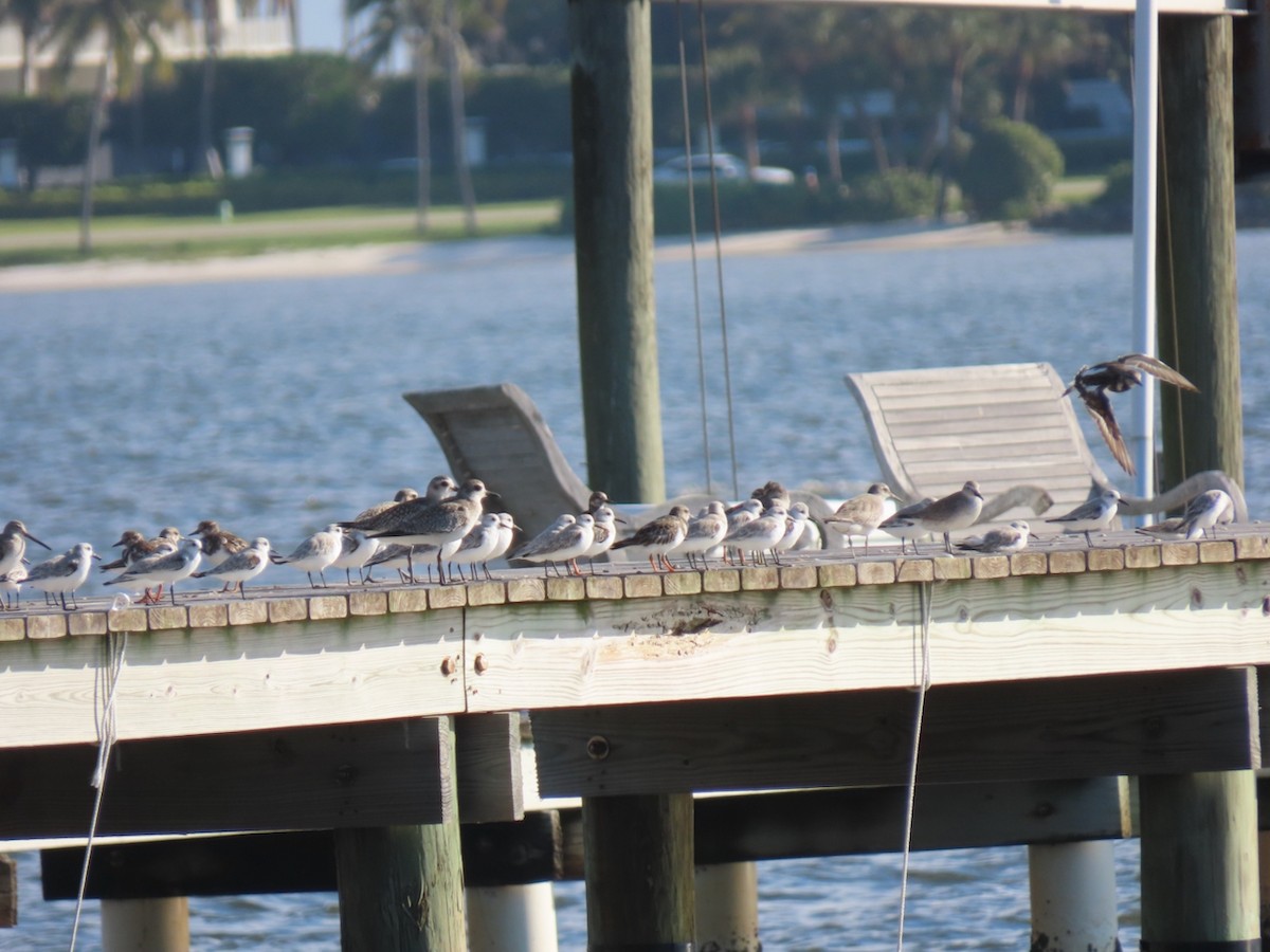 jespák rezavý - ML645843903