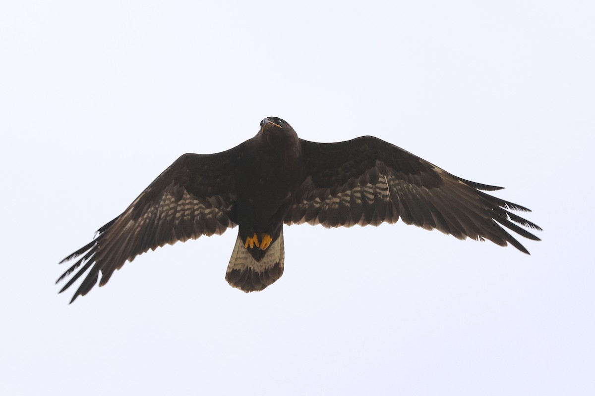 Upland Buzzard - ML645843907