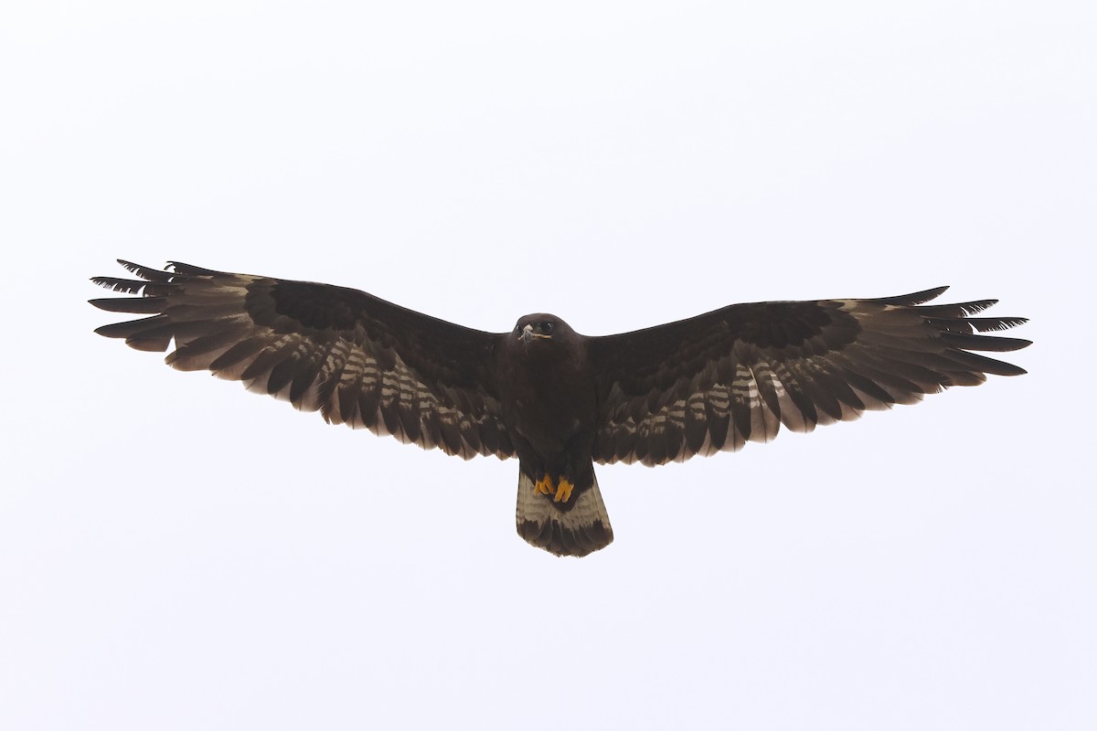 Upland Buzzard - ML645843908