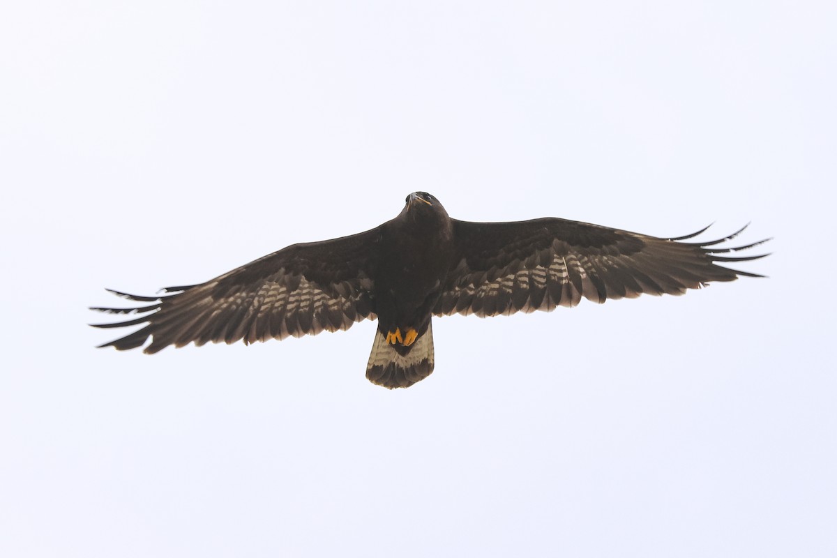 Upland Buzzard - ML645843910