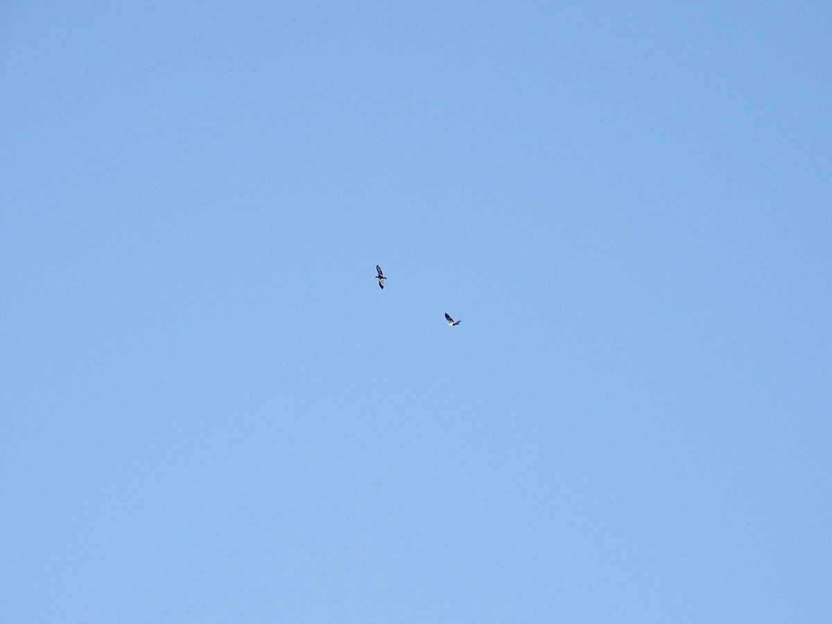 Bald Eagle - ML645843913