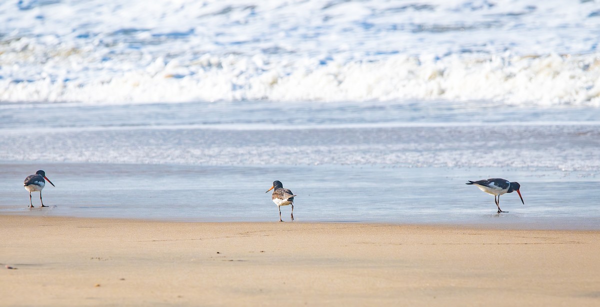 Beccaccia di mare - ML645843914