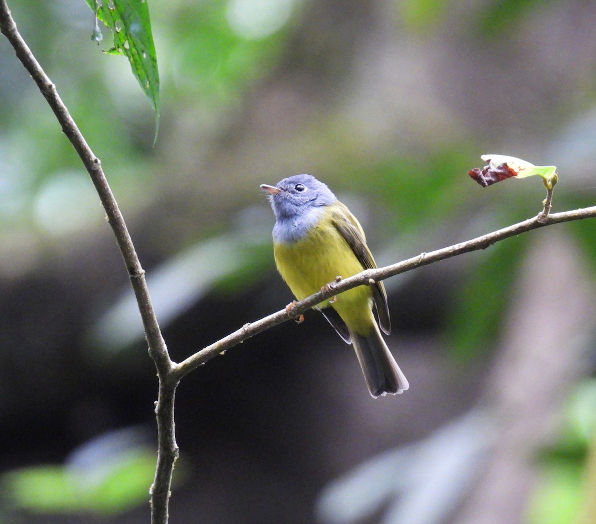 Gray-headed Canary-Flycatcher - ML645843950