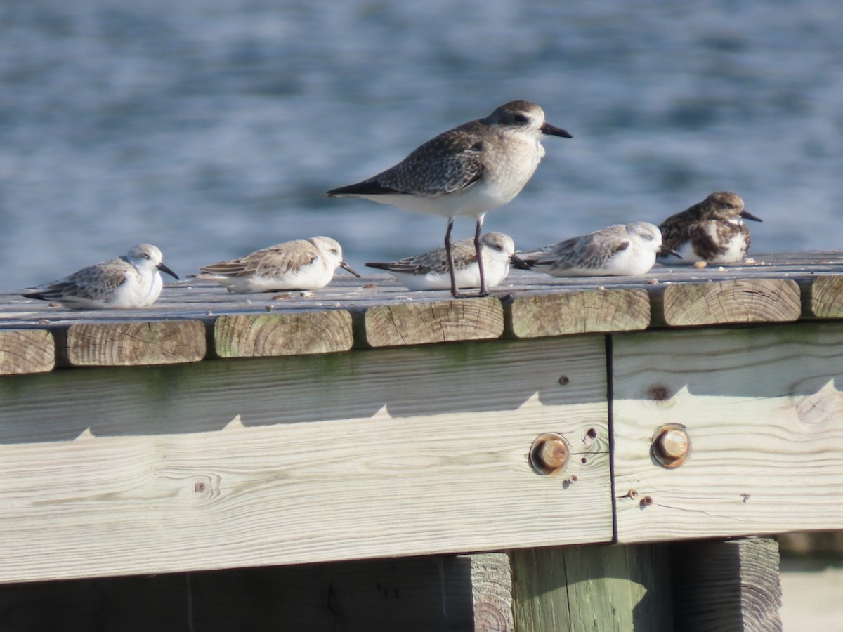 Побережник білий - ML645843953