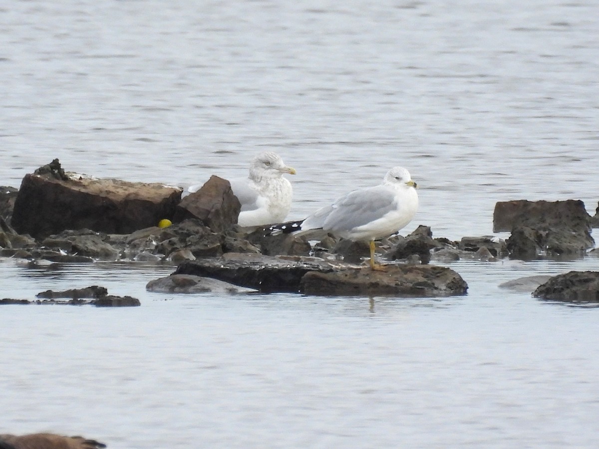 Мартин делаверський - ML645843955