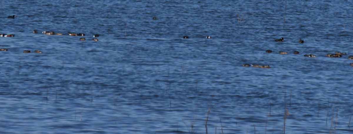 Широконіска північна - ML645843956