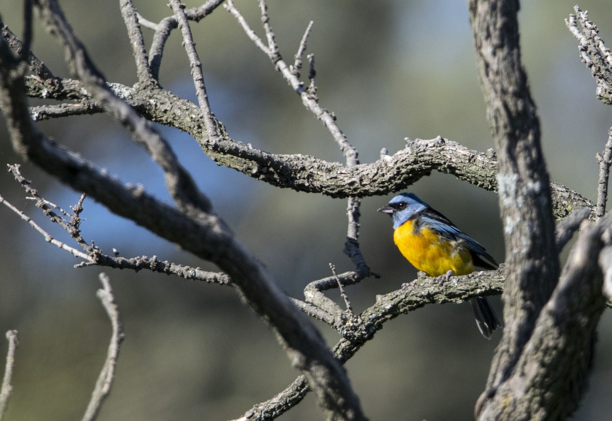 Саяка жовто-синя - ML645843957