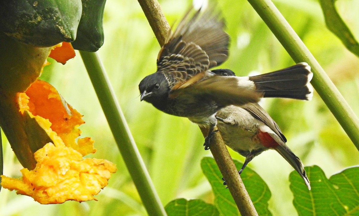 Red-vented Bulbul - ML645843959