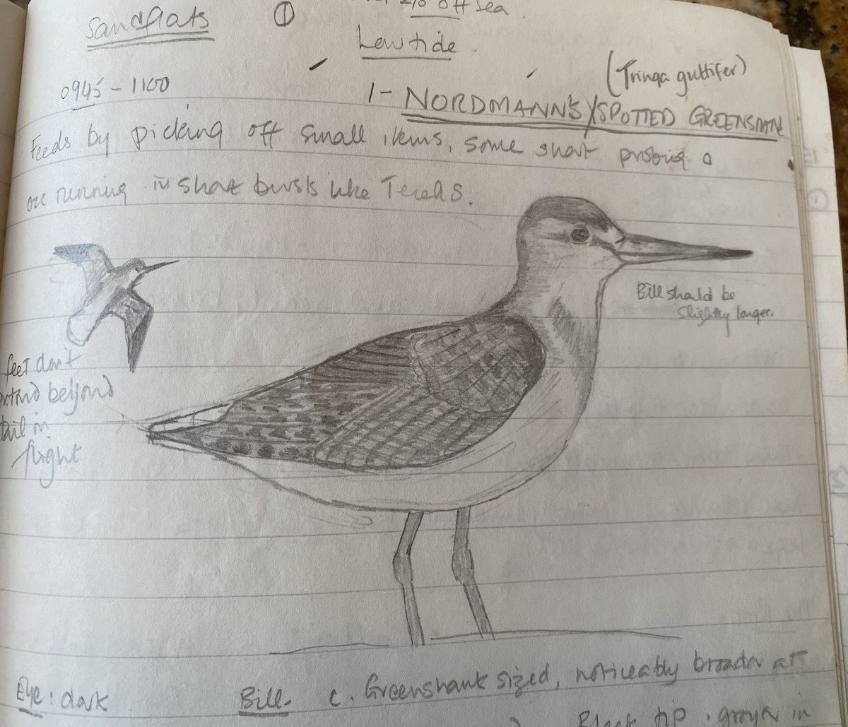 Коловодник охотський - ML645843960