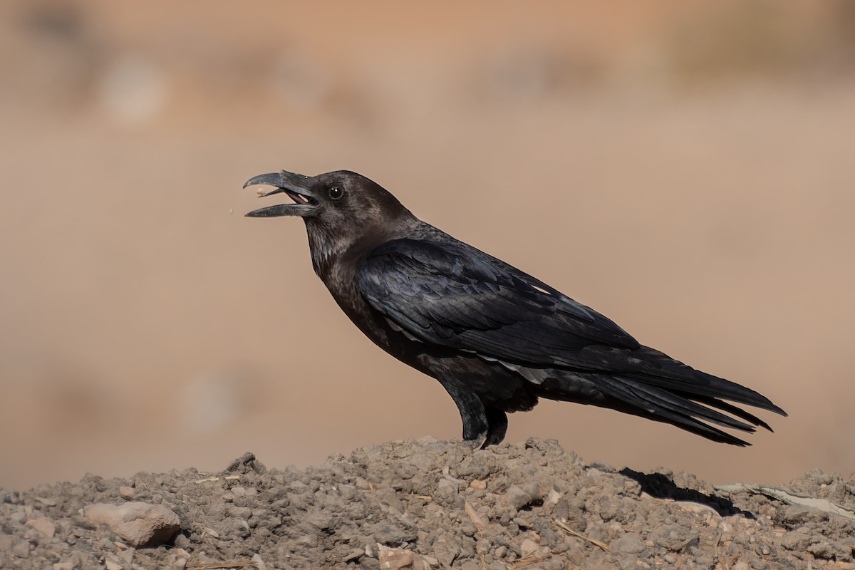 Крук пустельний - ML645843961