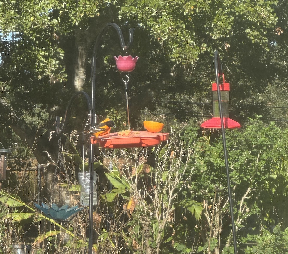 Baltimoretrupial - ML645843962