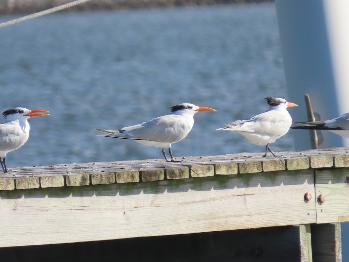 Крячок королівський - ML645843963