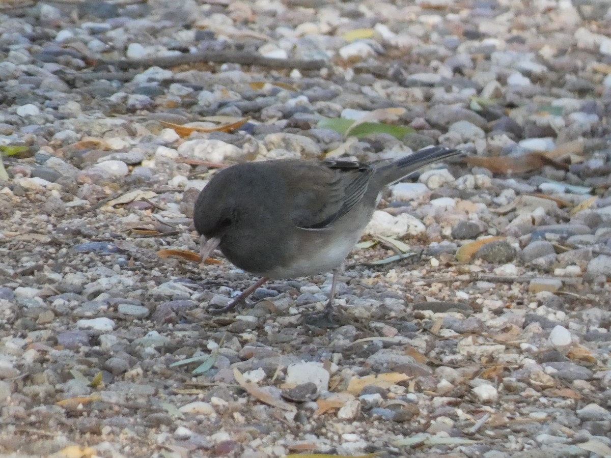 Юнко сірий - ML645843964