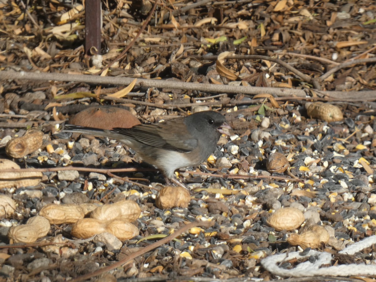 Юнко сірий - ML645843966