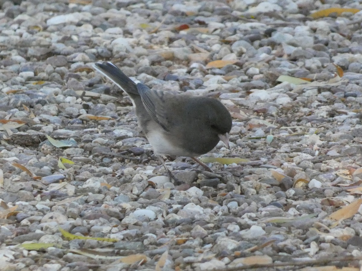 Юнко сірий - ML645843967