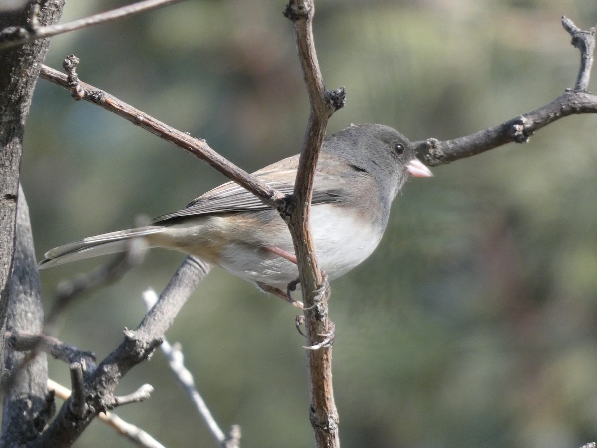 Юнко сірий - ML645843968