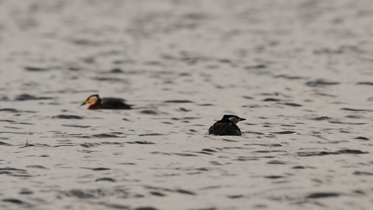 Пірникоза сірощока - ML645843970