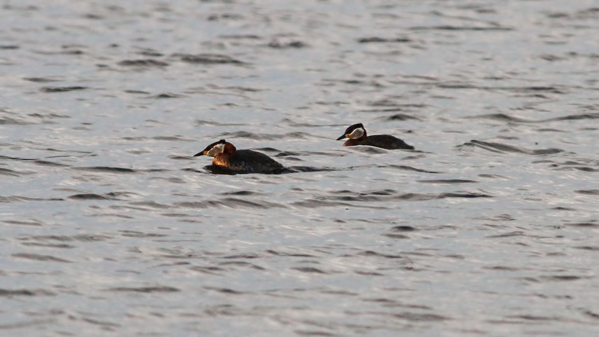 Пірникоза сірощока - ML645843971