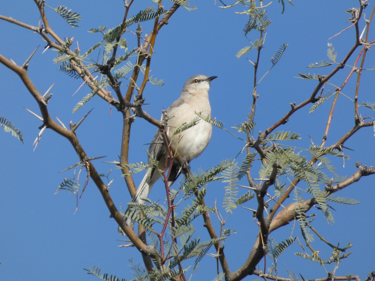 Пересмішник багатоголосий - ML645843972