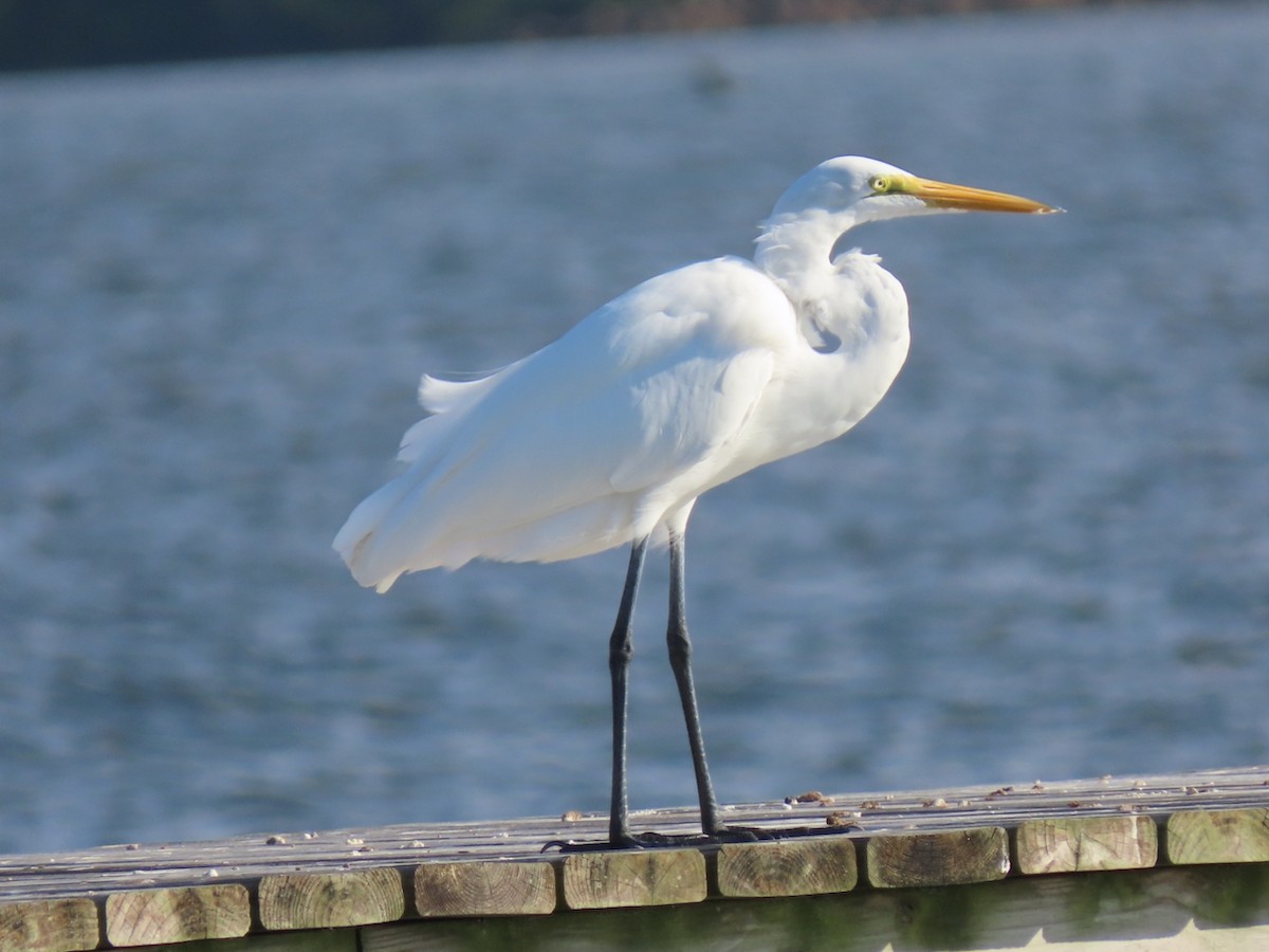 Чапля велика - ML645843974