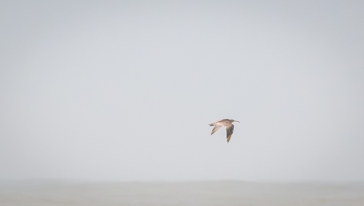 Мартин чорнокрилий - ML645843976