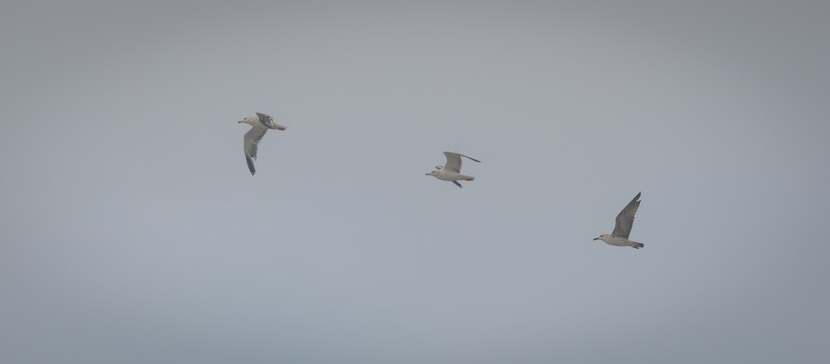 Мартин чорнокрилий - ML645843977