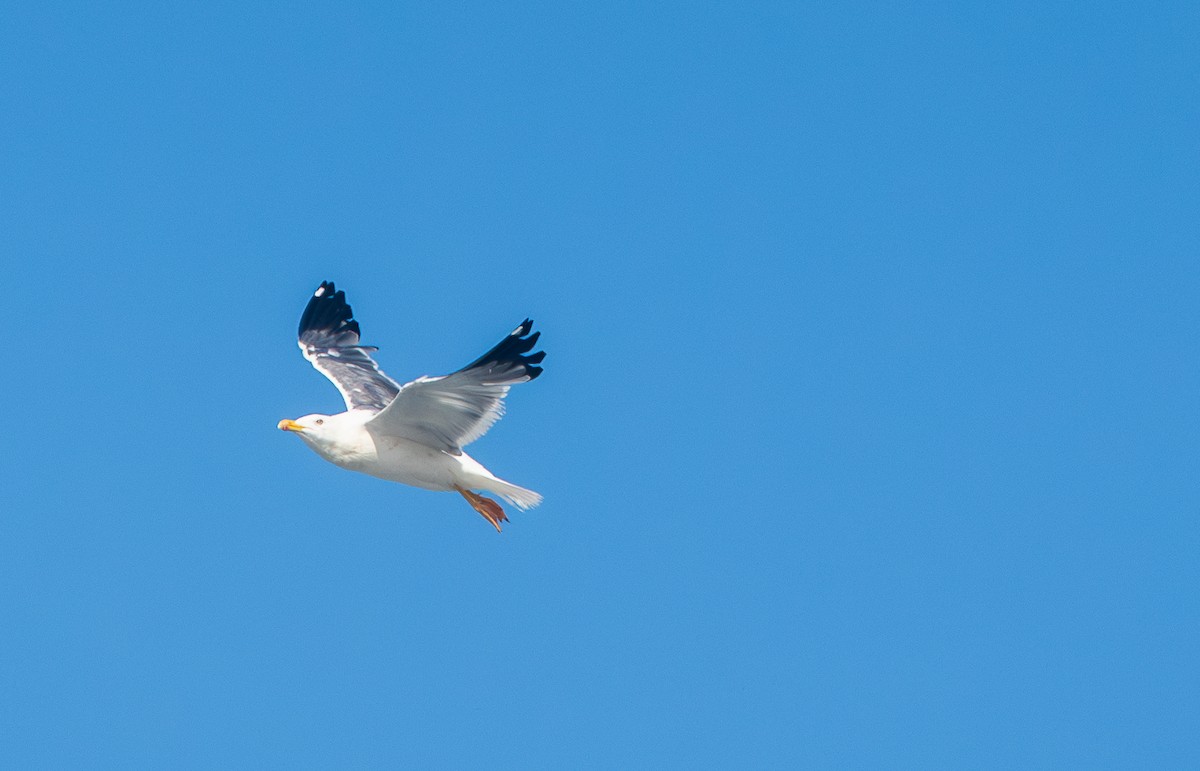 Мартин чорнокрилий - ML645843978