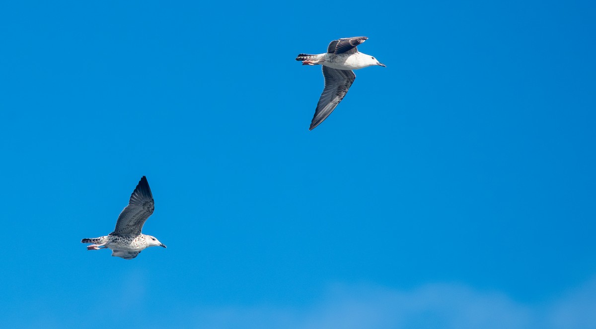 Мартин чорнокрилий - ML645843979