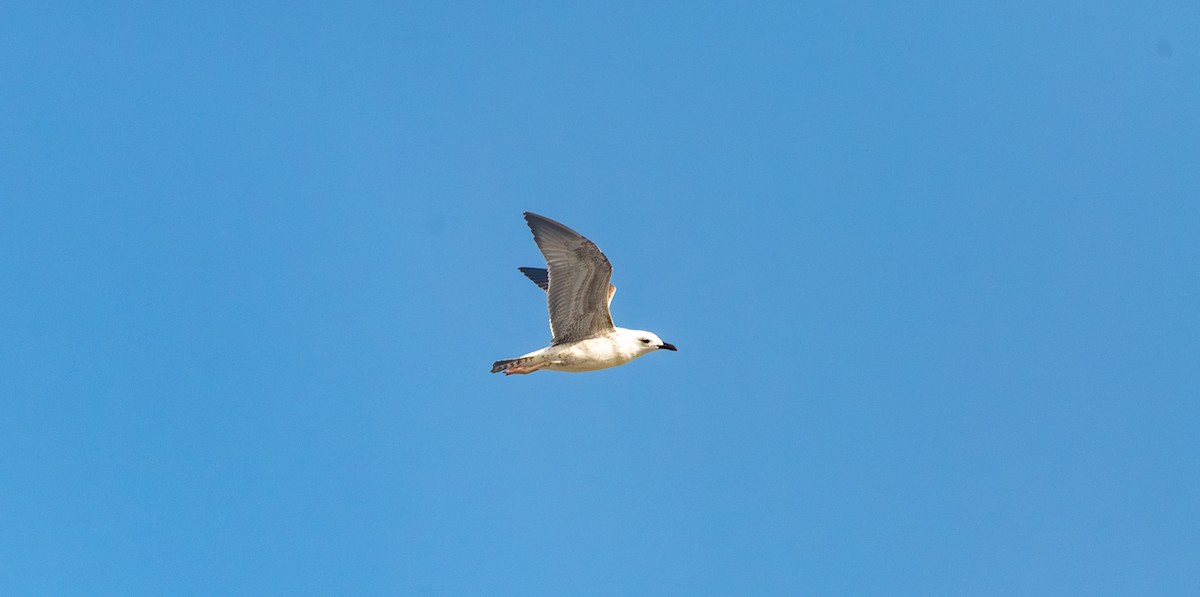 Мартин чорнокрилий - ML645843980